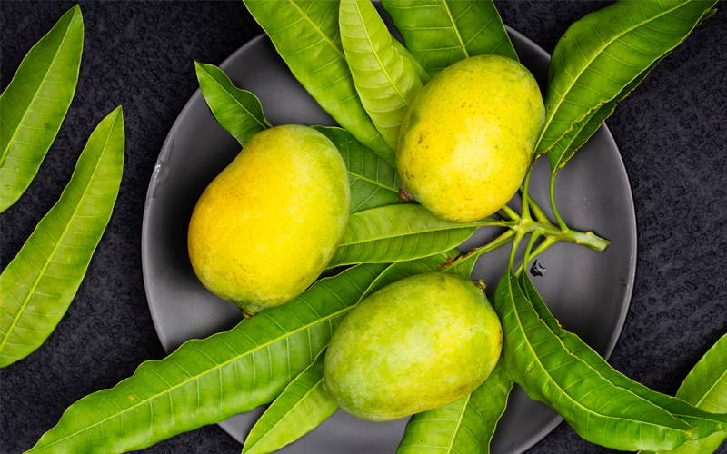 what-is-the-common-name-for-irvingia-gabonensis-opa-nutrition